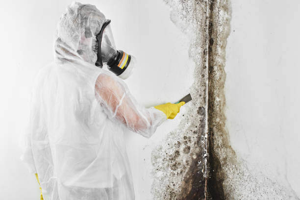 Best Mold Remediation  in Ross, CA