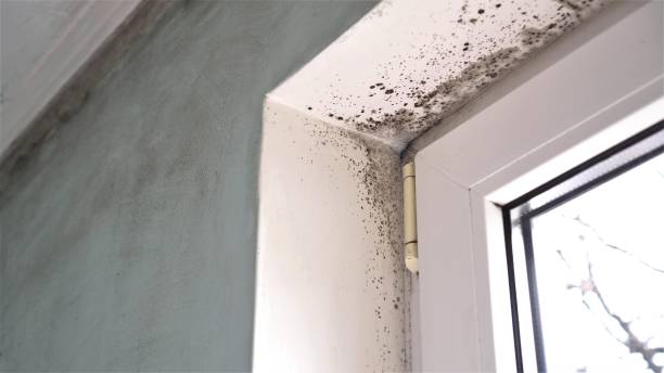 Best Professional Mold Removal  in Ross, CA