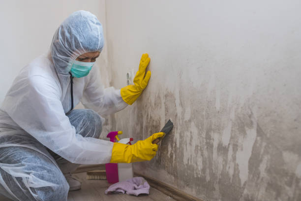 Best Best Mold Removal Companies  in Ross, CA