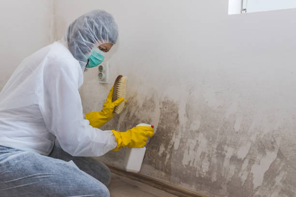 Best Residential Mold Removal  in Ross, CA