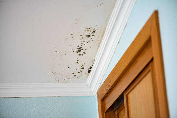 Best Mold Testing  in Ross, CA