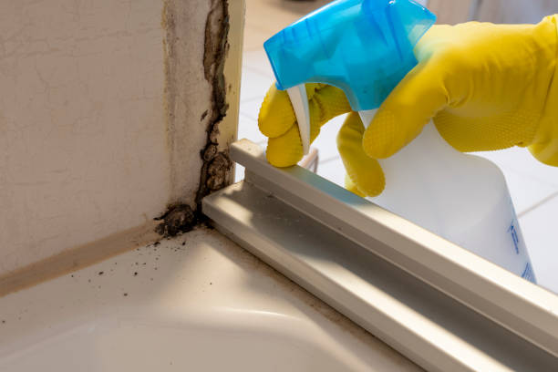 Best Emergency Mold Removal  in Ross, CA