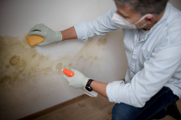 Best Mold Damage Repair  in Ross, CA
