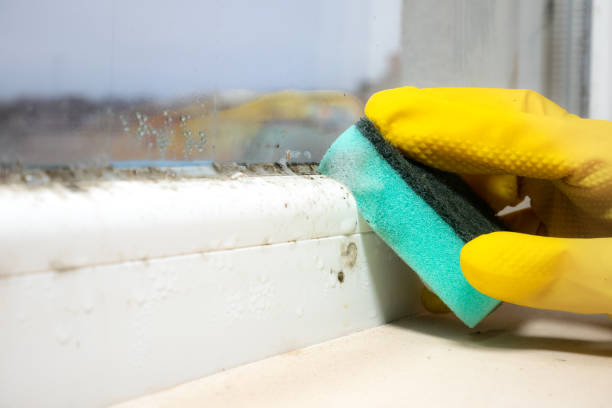Best Mold Cleaning Services  in Ross, CA