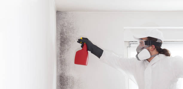Best Mold Removal Company Near Me  in Ross, CA