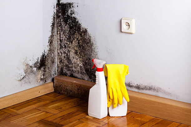 Best Same-Day Mold Removal  in Ross, CA