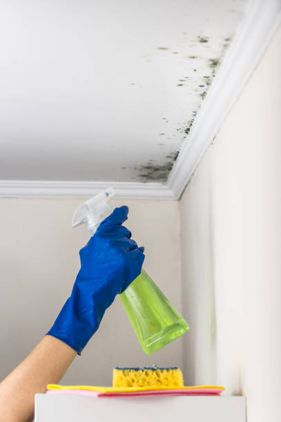 Best Fast Mold Removal  in Ross, CA