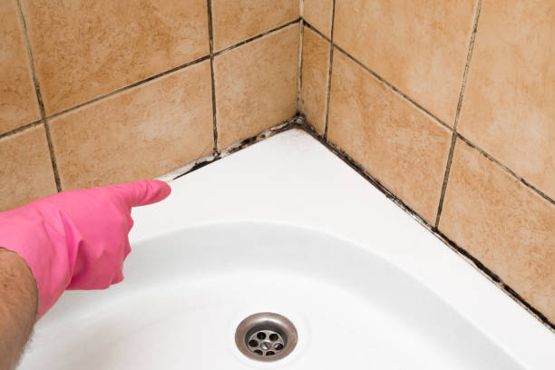 Professional Mold Removal in Ross, CA